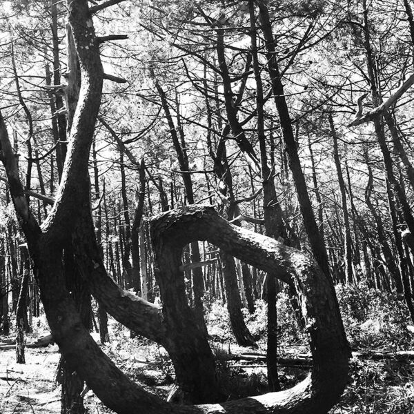 Zou - L’arbre bizarre - Photographie tirée à 4 exemplaires - 50x40 cm - 350 €