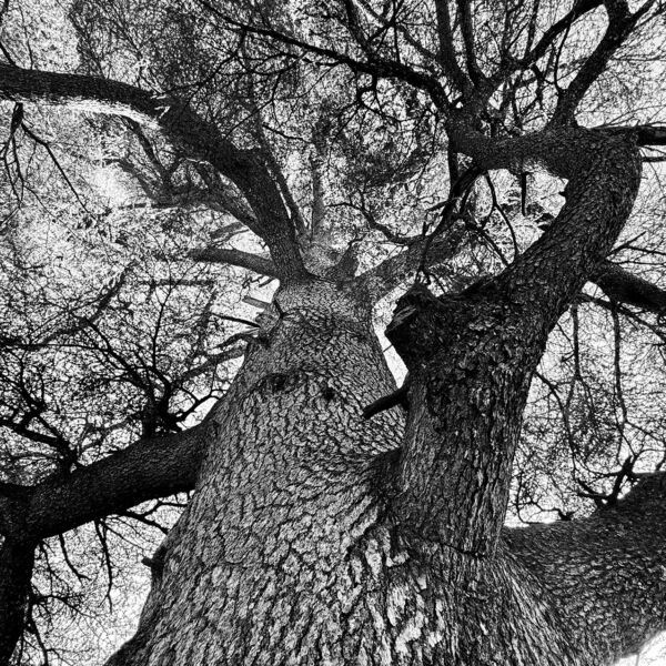 Zou - Le tronc - Photographie tirée à 4 exemplaires - 50 x 40 cm - 350 €