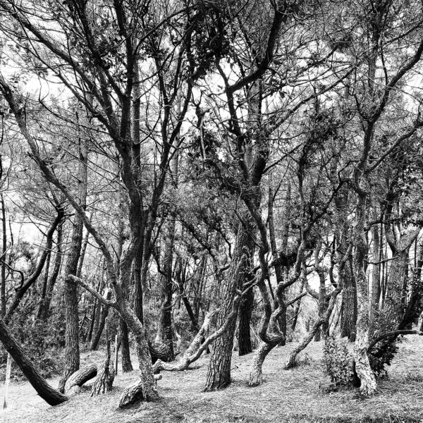 Les arbres tordus - Photographie tirée à 4 exemplaires - 40x50 cm - 350 €