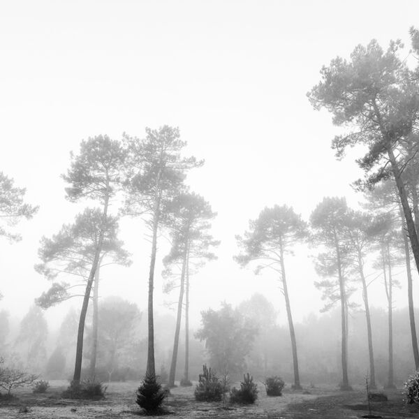 Zou - Pins dans la brume - photographie tirée à 4 exemplaires - 40x50 cm - 350 €
