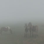 Olivier Pojzman - Pottok, Pays Basque - Aluminium - 13 x 150cm