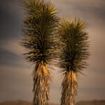 Olivier Pojzman - Yucca - aluminium - 100 x 29cm